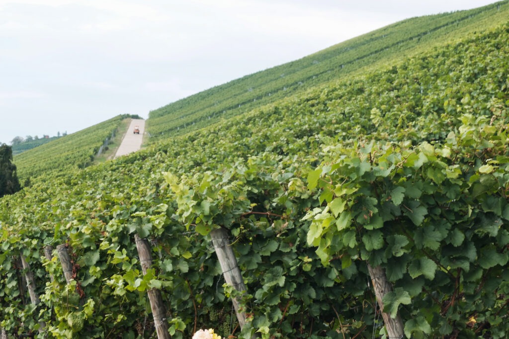 Vignes près de Stuttgart, photo Dominique Clère